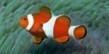 《如龙8》海洋生物博士考试答案一览